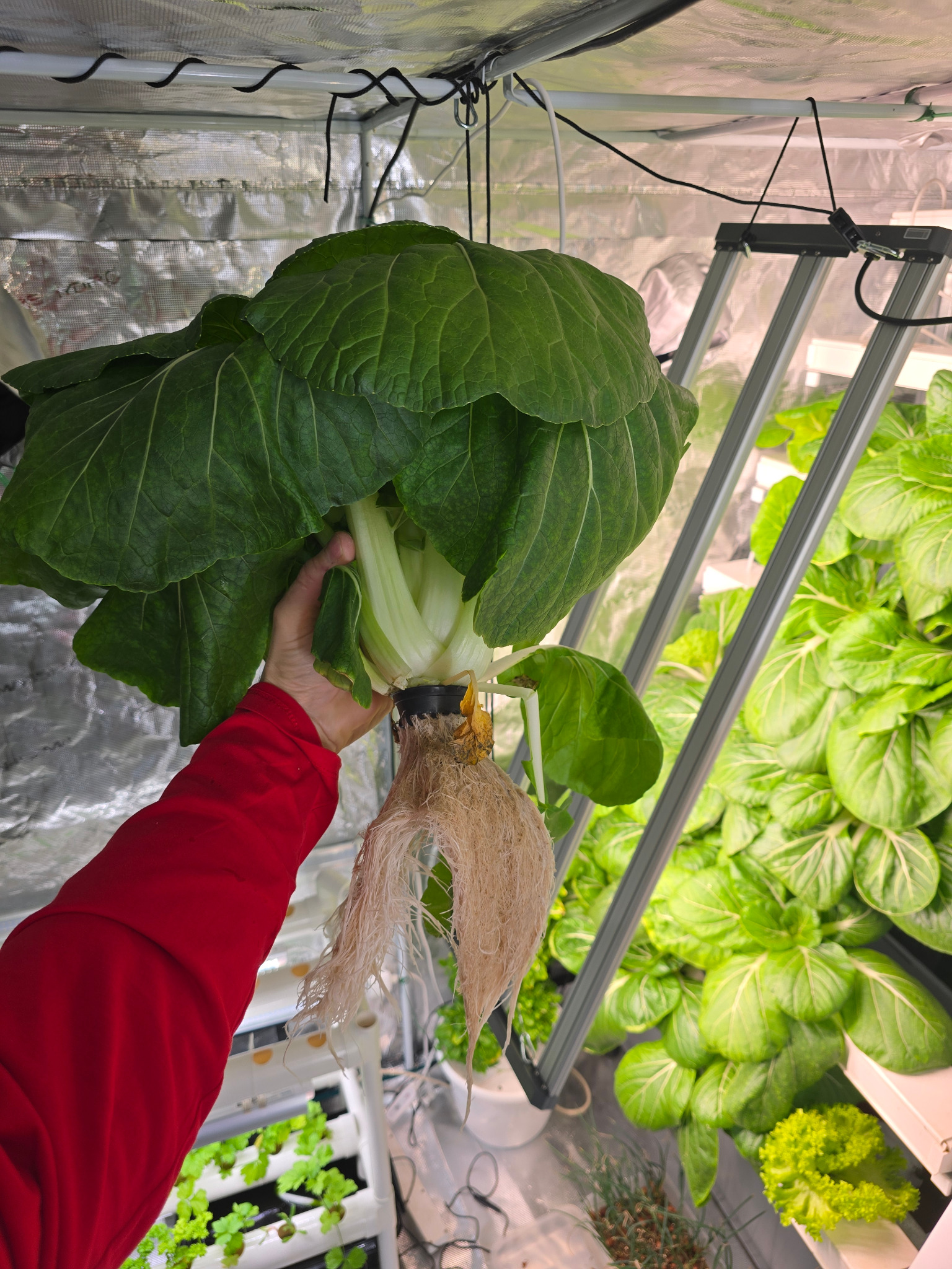 Großen Pak Choi aus dem HydroTower ernten Frank hält einen großen erntereifen Pak Choi mit dichtem Wurzelwerk