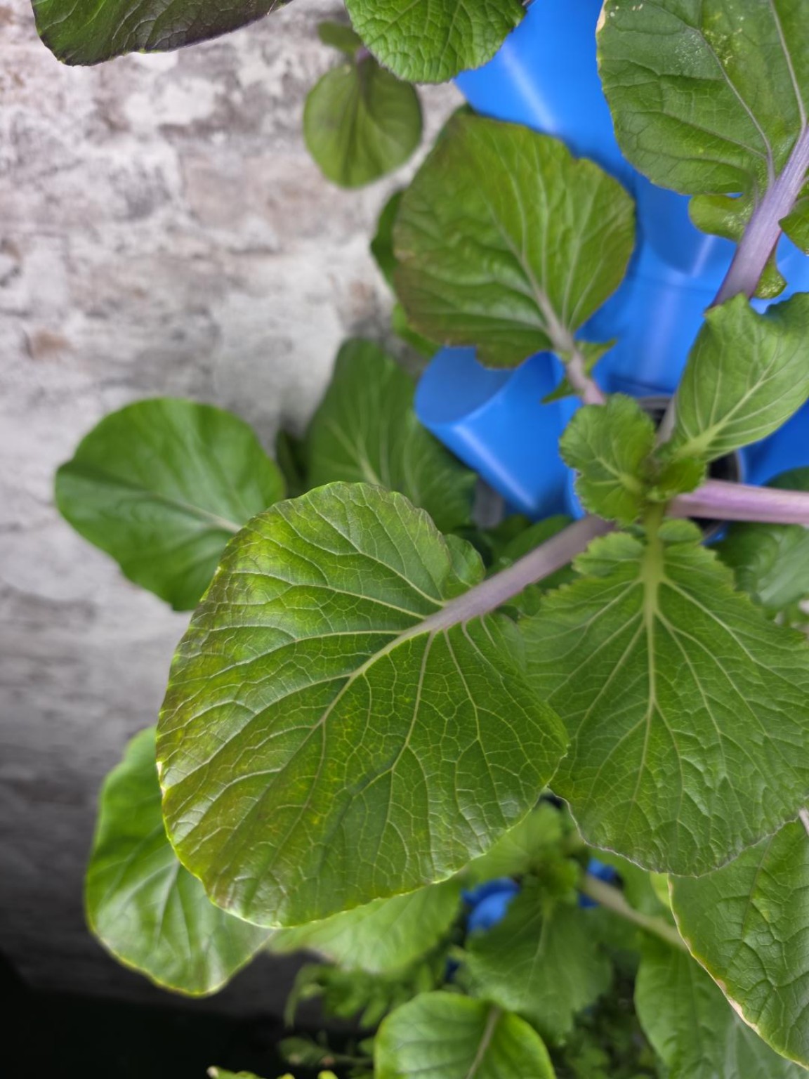 Pak Choi unter Pflanzenlicht anbauen Pak Choi wächst unter Pflanzenlicht im HydroTower