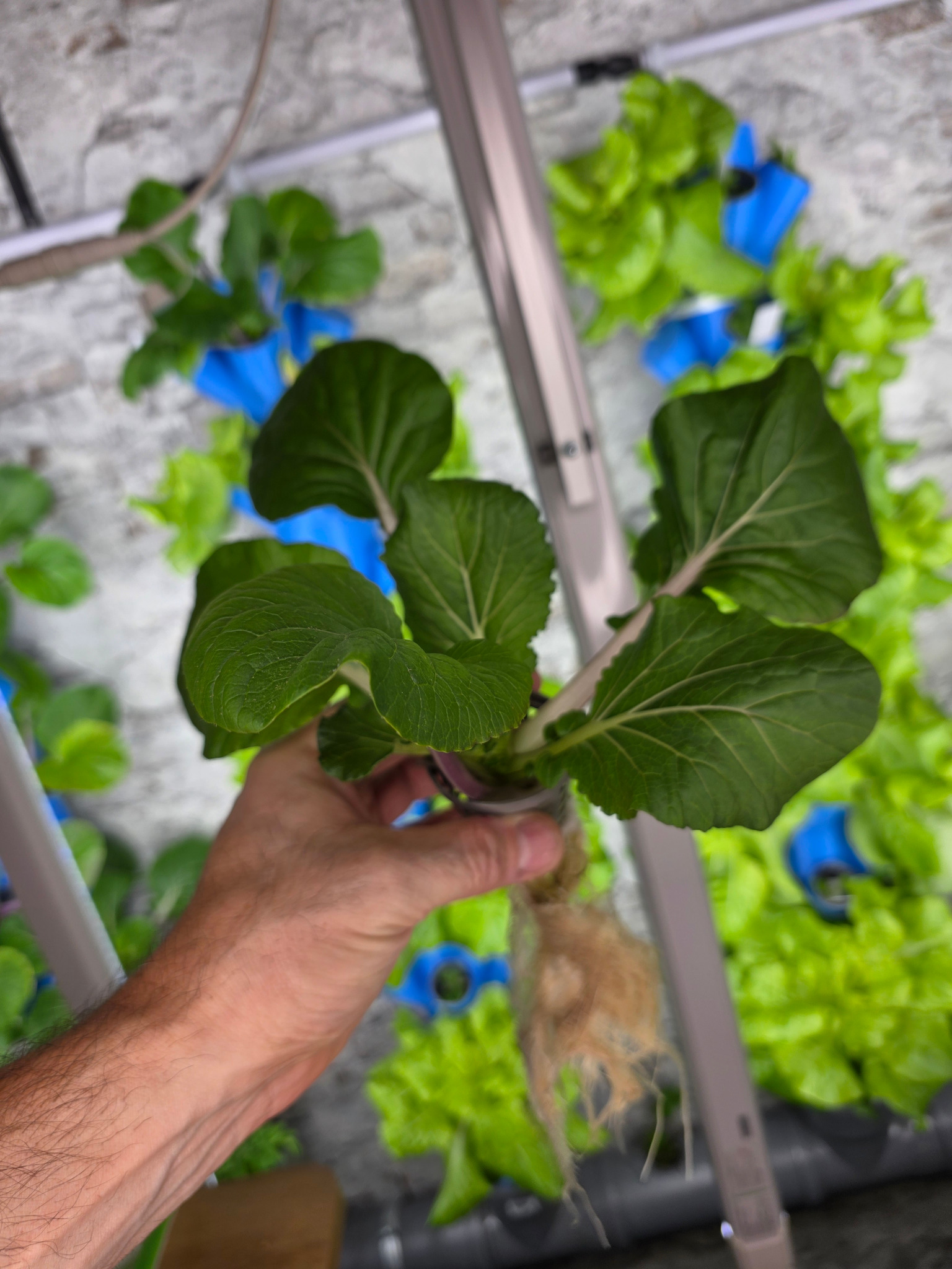 Pak Choi mit kräftigen Wurzeln nach der Anzucht Frank hält eine Pak-Choi-Jungpflanze mit dichtem Wurzelballen im Gitternetztopf