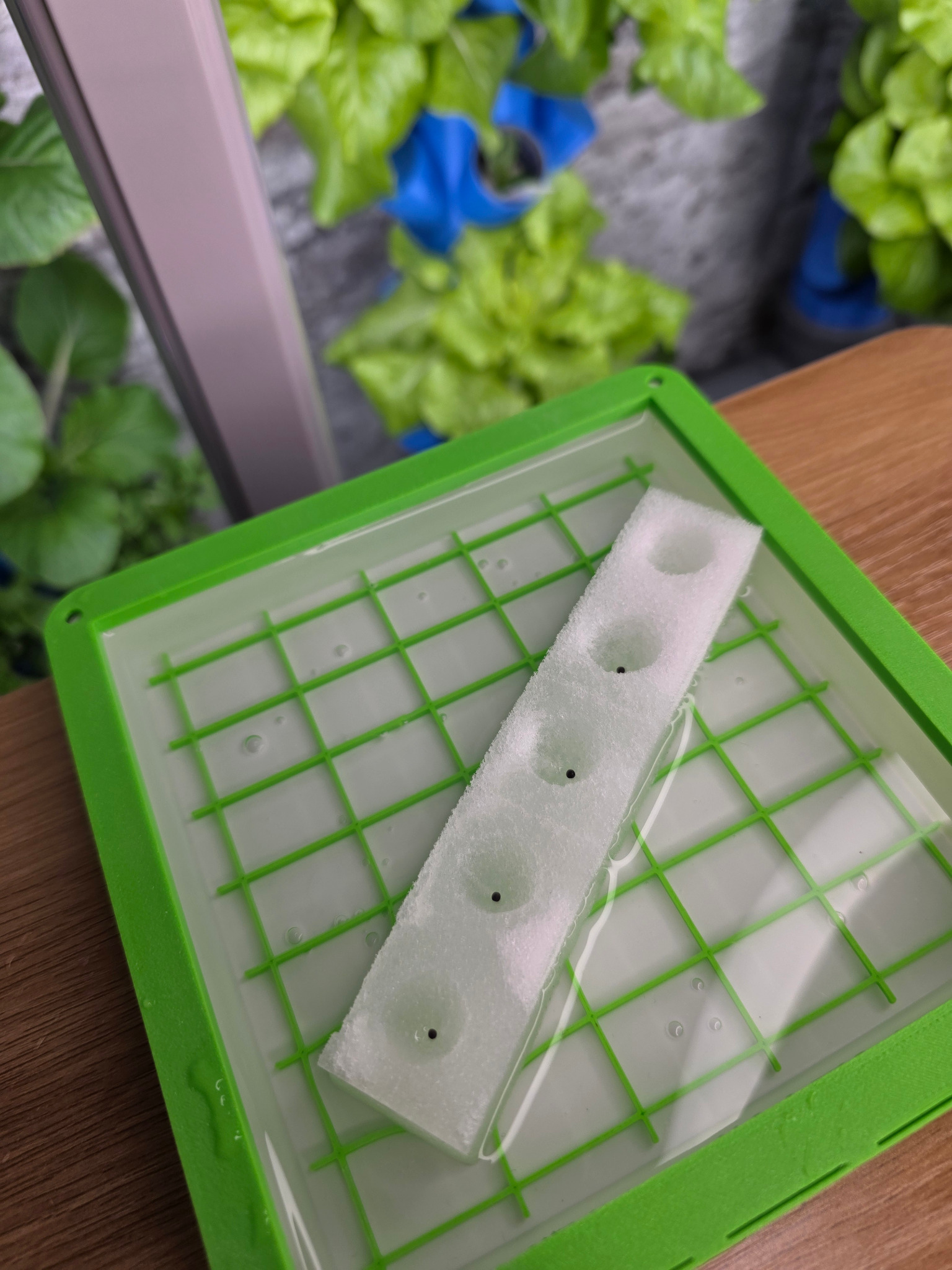 Pak-Choi-Samen in der Anzuchtbox Pak-Choi-Samen liegen in den Mulden feuchter Schaumstoffwürfel in der Anzuchtbox