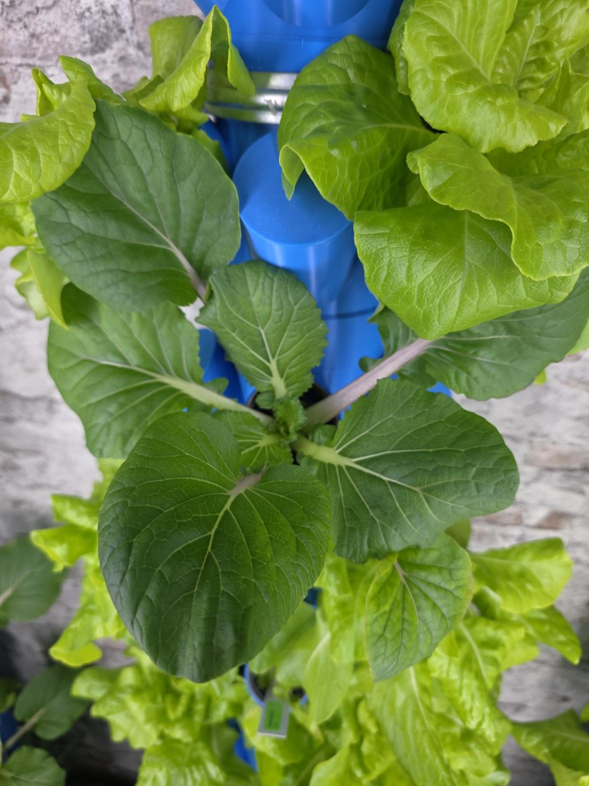 Pak Choi im HydroTower wachsen lassen Breit gewachsener Pak Choi zwischen Salat im HydroTower