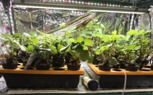 Hydroponik-System mit LED-Beleuchtung, das gesunde Pflanzen in einem Indoor-Garten zeigt.