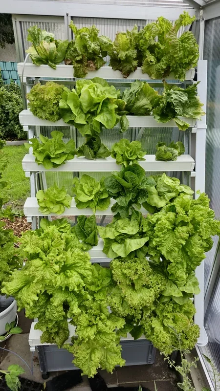 Ein vertikales NFT-System mit mehreren Ebenen, auf denen verschiedene Salatsorten üppig wachsen, in einem Gewächshaus.