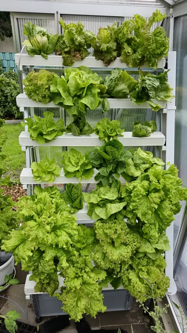 Horizontale Hydroponik-Anlage mit NFT-System in einem Gewächshaus, gefüllt mit verschiedenen Salatsorten in weißen Kunststoffbehältern. Die Salatpflanzen sind üppig und zeigen eine Vielfalt von Blattformen, von glatt bis gerüscht, angeordnet auf Regalen an der Gewächshauswand.