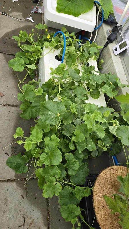 Ein Kratky-System mit Melonenpflanzen in einem weißen Styroporbehälter, der auf einem Bodenbelag steht.