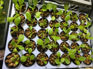 Unterschied zwischen Blattdüngung und Blütendüngung in der Hydrokultur Blattdüngung für Salate und andere Blattpflanzen Blütendüngung für optimale Blüten- und Fruchtentwicklung