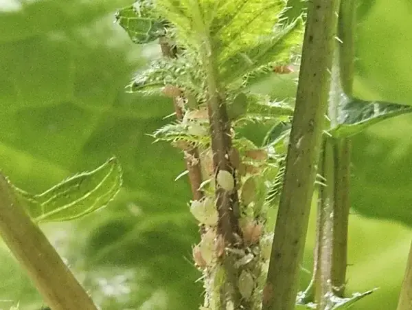 Schädlinge in der Hydroponik: Erkennung, Bekämpfung und Prävention