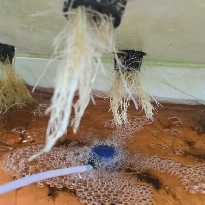 Algen im Nährstofftank mit Wurzeln und Sauerstoffstein in der Hydroponik