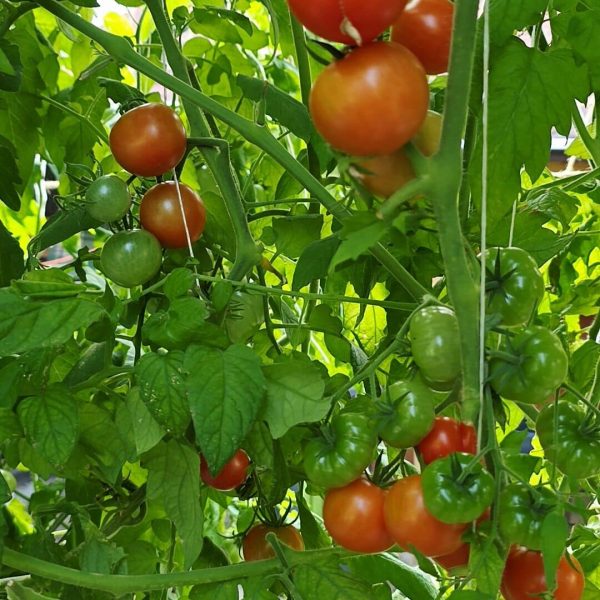 Tomaten im Hydrotower anbauen - Anleitung, Dngung & Profi-Tipps fr  Hydroponik