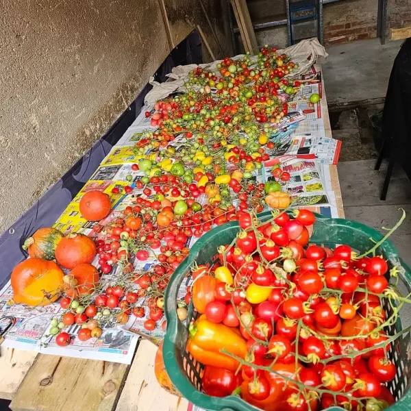 Hydroturm voller reifer Tomaten im Sommer. Riesige Ernte direkt aus dem Wassersystem