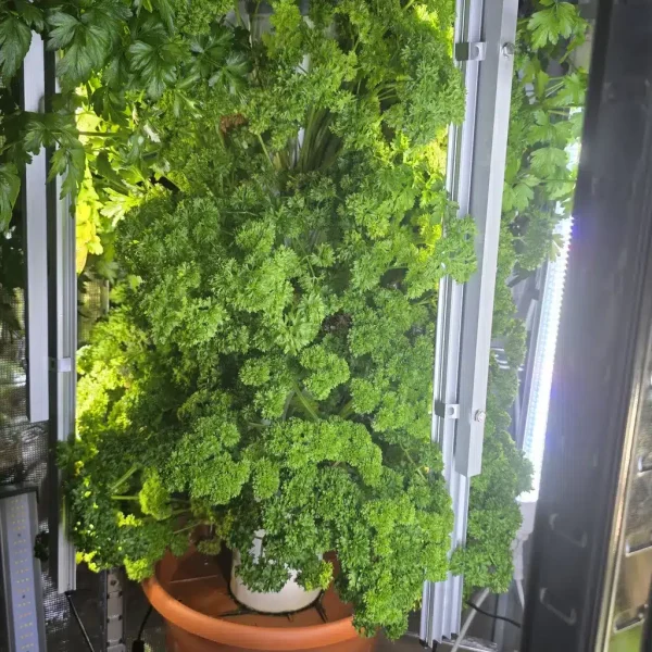 Selbstgebauter Hydroturm mit Petersilie am Fenster. Frische Kräuter wachsen im Wasser