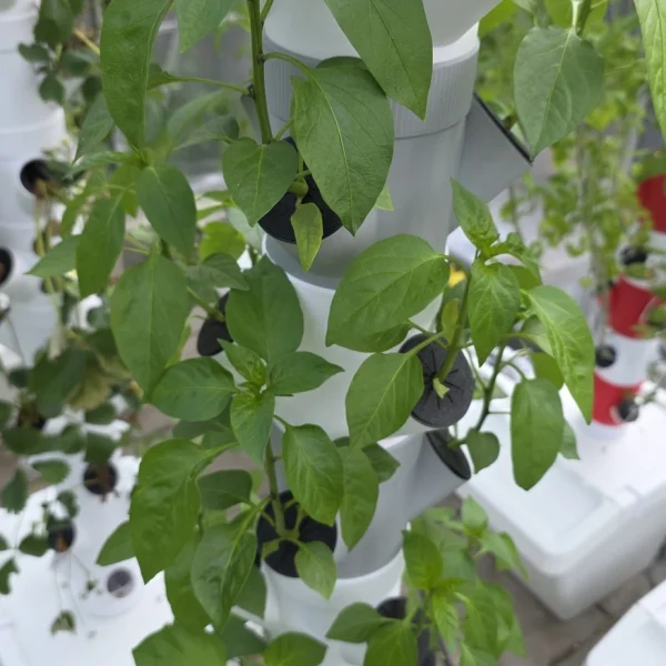 Paprika im Hydrotower anbauen - Anleitung, Dngung & Profi-Tipps fr  Hydroponik