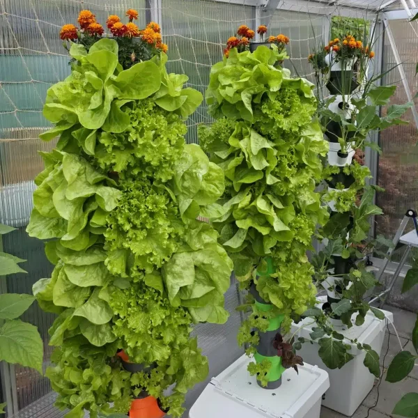 Hydrotower bepflanzt mit frischen Salaten und Kräutern aus dem FrankiesGarten-Shop