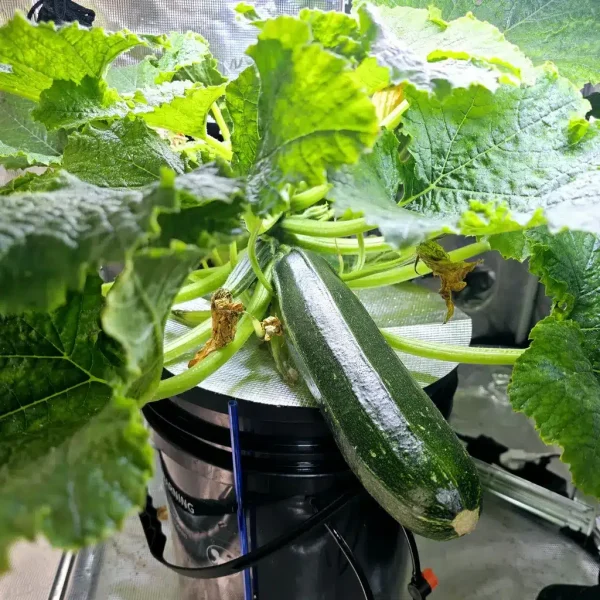 Zucchini im DWC System zur Weihnachtszeit geerntet